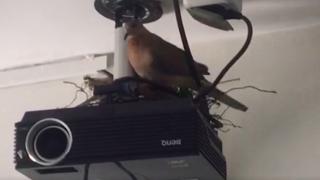 Kumru sınıfı yuva edindi