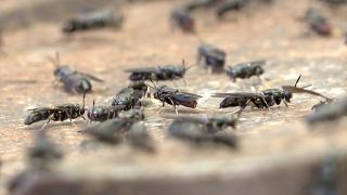 'Sinekten' kozmetik hammaddesi üretildi