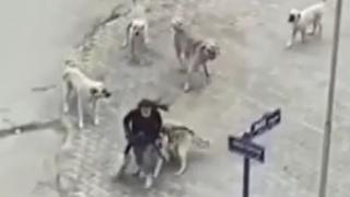 Ankara'da sokak köpekleri genç kıza saldırdı
