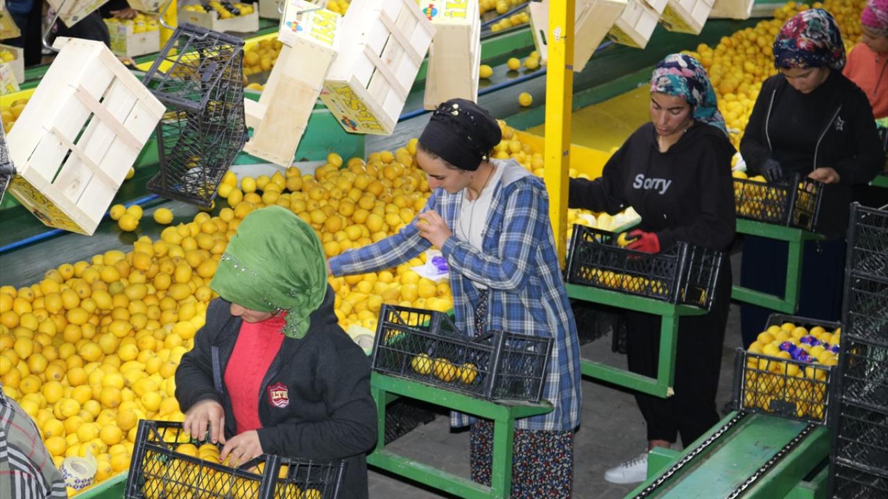 Kapadokya'nın kayadan oyma depolarında toplanıp, yurtdışına ihraç ediliyorlar