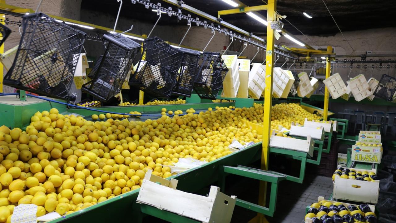 Kapadokya'nın kayadan oyma depolarında toplanıp, yurtdışına ihraç ediliyorlar