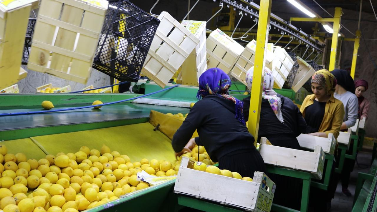 Bölgedeki depolara getirilen limonun çok büyük kısmının ihraç edildiğini anlatan Ateş, şöyle konuştu: