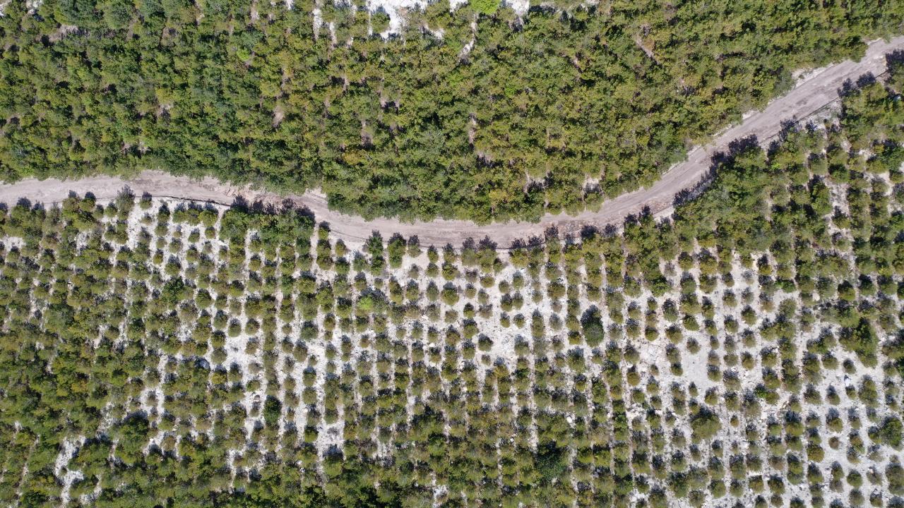 "Buraya yaklaşık 150 bin fidan diktik"