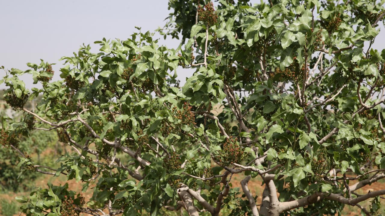 200 bin ton civarı rekolte bekleniyor