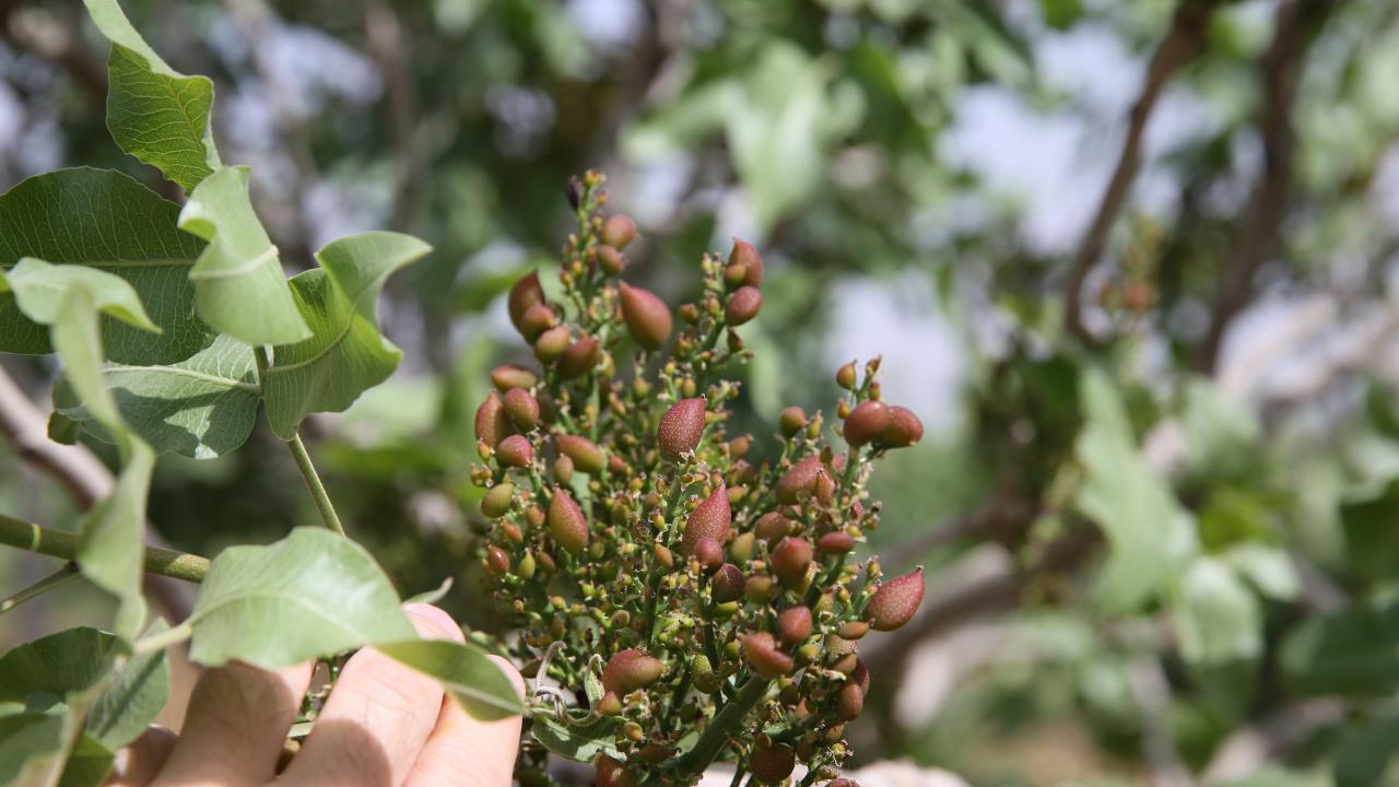 Yüzde 40`ını Şanlıurfa üretiyor