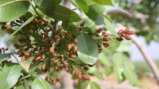 Antep fıstığında hedef 200 bin ton rekolte