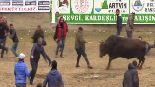 Şampiyonluğu kutlamak isterken boğanın hışmına uğradılar