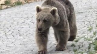 Ayı gören vatandaşların gülümseten anları