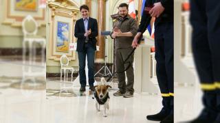 Ukrayna'da mayın avcısı köpeğe madalya