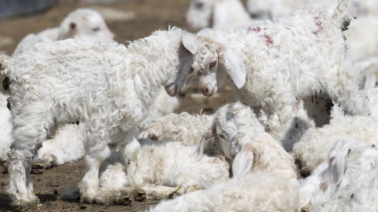 "Ankara keçisine kendimizi adamış gibiyiz"