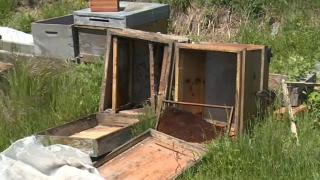 Üstün ırk arıları nasıl çaldılar?