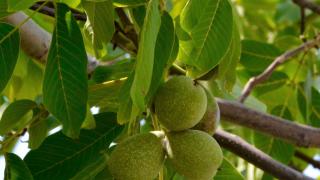 Ceviz kabuklarından dezenfektan ürettiler