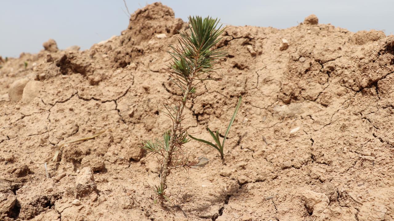 Hasankeyf ilçesine 25 bin fidan dikildi