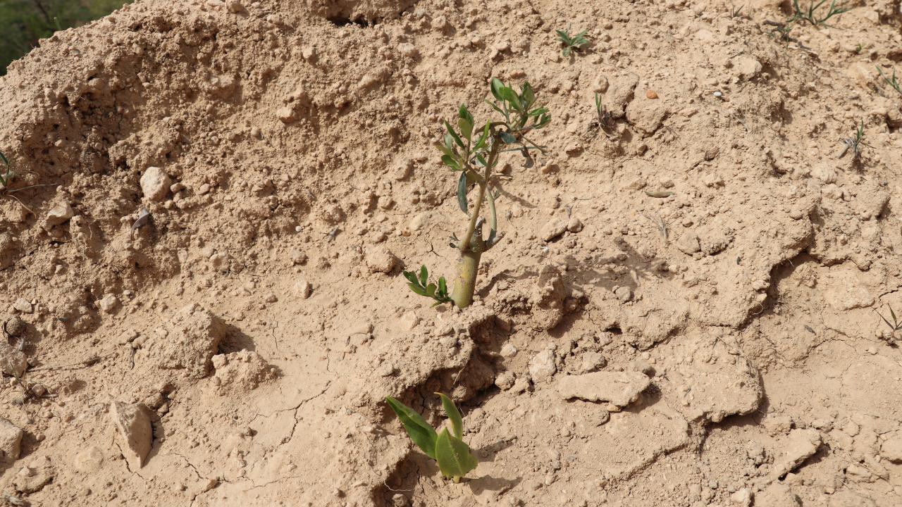 Bölge köylüsü ekonomik gelir elde edecek