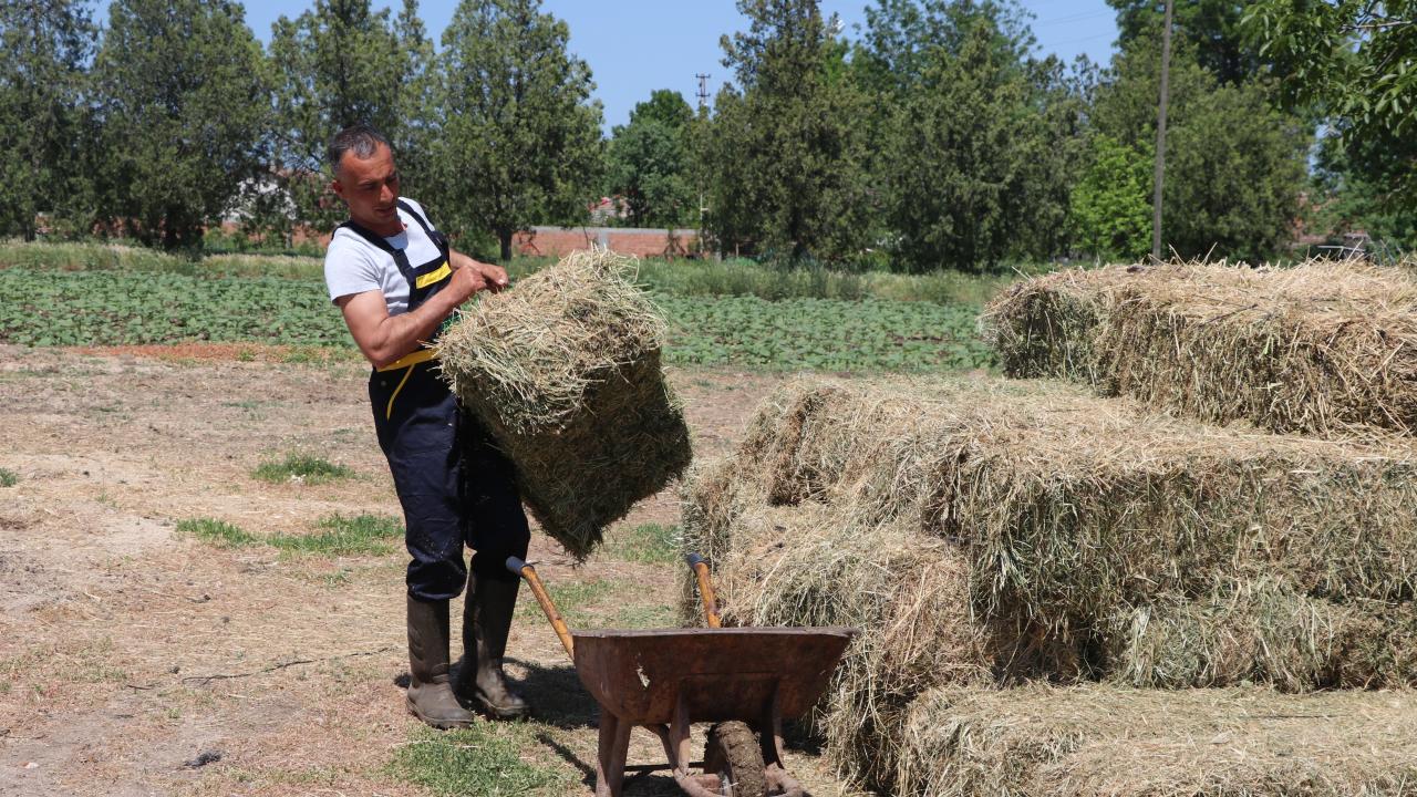 Zaman içinde anaç koyunların kuzulamasıyla sürüsü genişleyen Sarı`nın hayvan varlığı bu yıl 250`ye ulaştı.