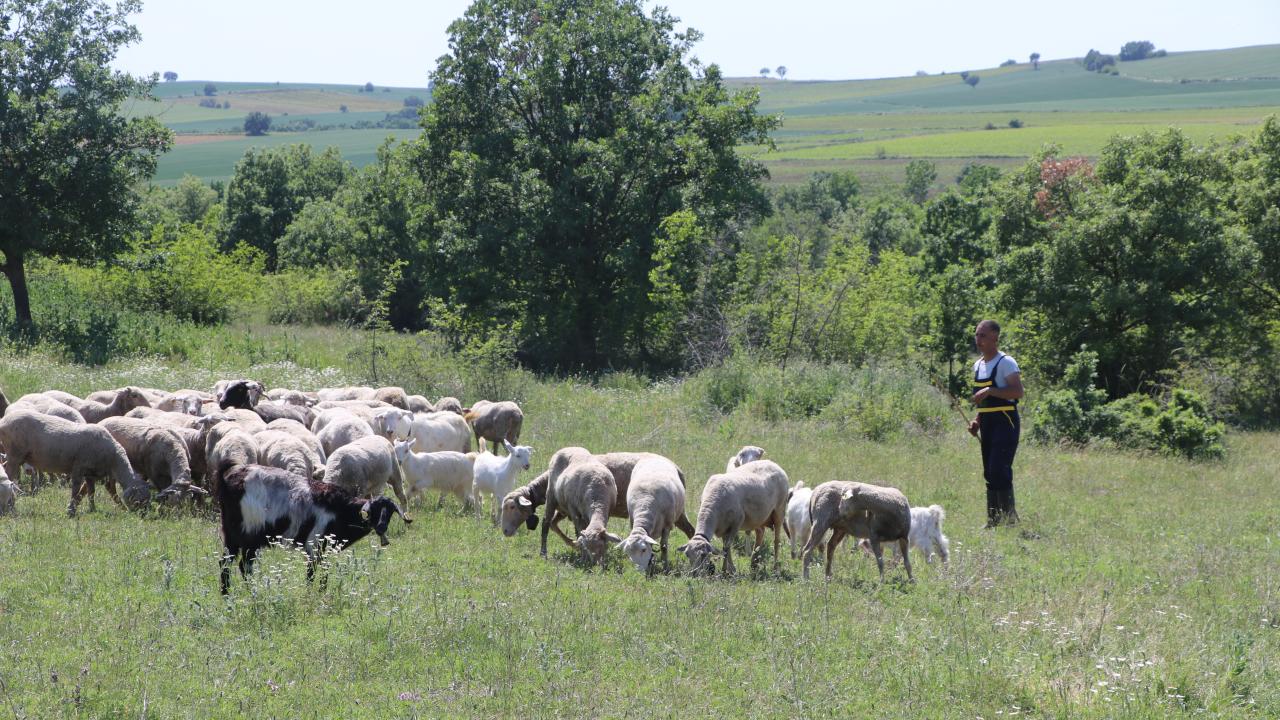 Sarı, her gün 08.00`de koyunları meraya saldığını belirterek, şunları anlattı: