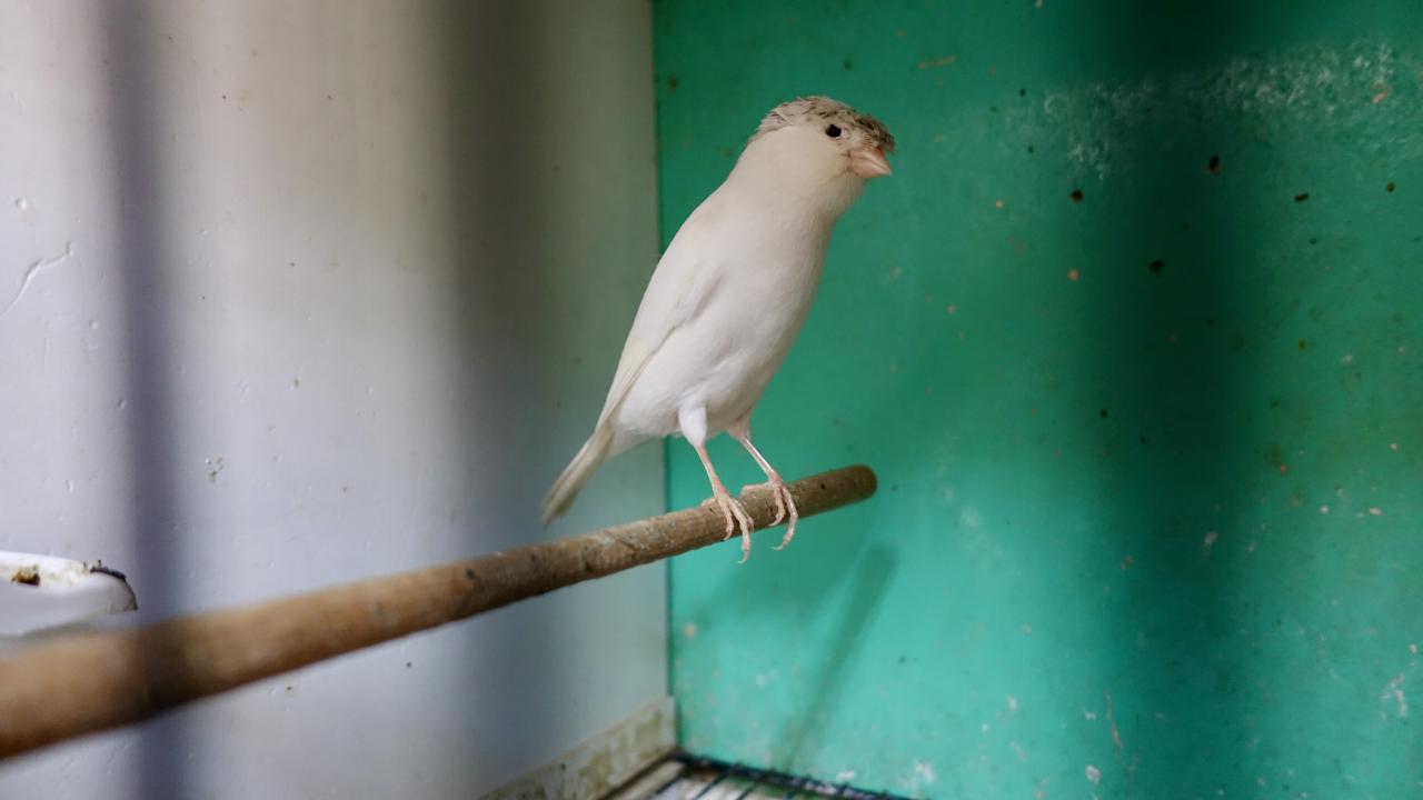 "Bir, iki çift derken çoğaldı"
