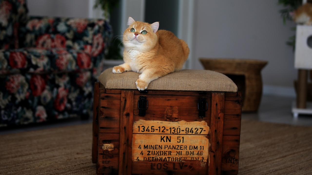 "Şecerelendirme sisteminin Türkiye temsilcisiyiz"