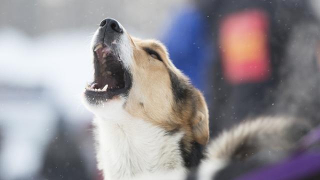 ABD'de köpekler artık istedikleri kadar havlayamayacak - Son Dakika Haberleri