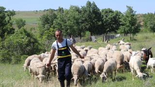 Devlet desteğiyle genç yaşta 250 hayvanlık sürü sahibi oldu