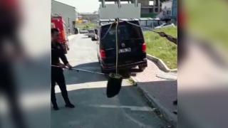 Sokaktaki yılan korku dolu anlar yaşattı