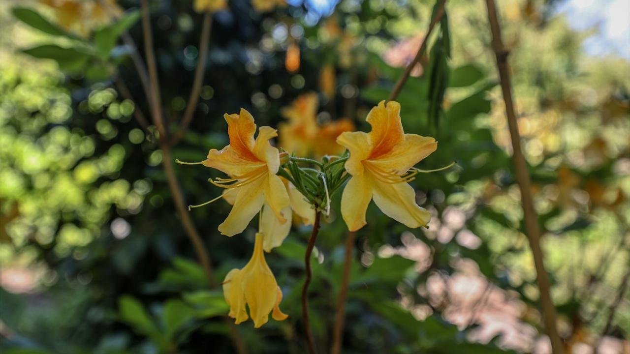 "Amacımız Türkiye`nin florasını yazmak"