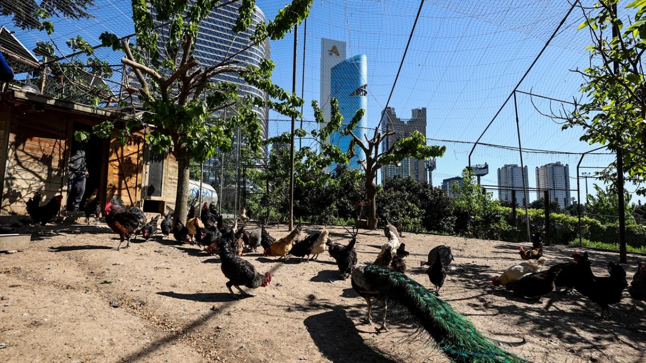 "İlgiyi artırmak için hayvanlara da ev sahipliği yapıyoruz"