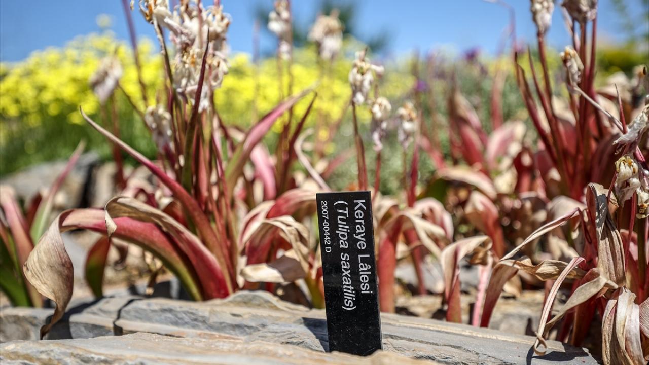 "Gelin çimenlerimize basın ama toprağımıza basmayın"