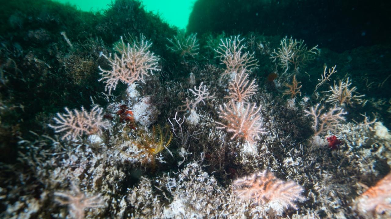 "3-5 santimlik yeni yavrular oluşmaya başlamış"