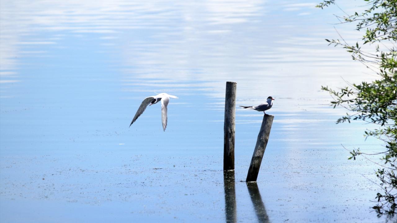 "Bu yıl gölün durumu çok iyi. Böyle gitmesini ümit ediyoruz"