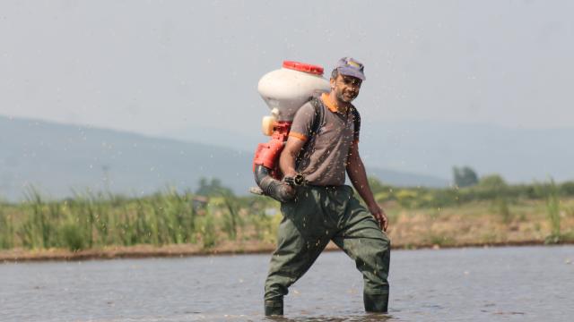 Balıkesirde çeltik ekimi başladı