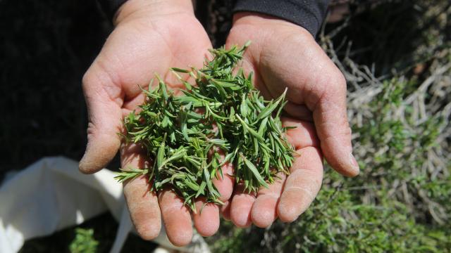 Doğada yetişen kekik Mardinli kadınlara gelir oldu