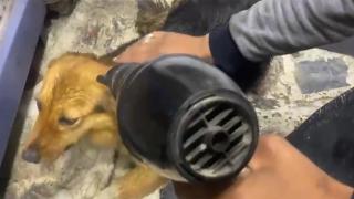 Yağmurda ıslanan ve üşüyen köpeği fön makinesiyle kuruttu