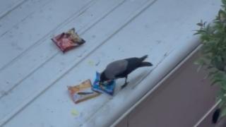 Cips hırsızı karga marketin müdavimi oldu