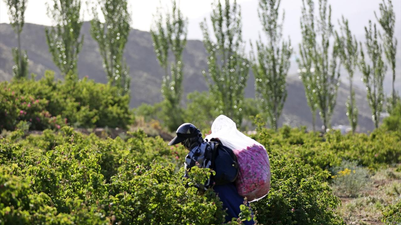 Turistler gül bahçelerine yoğun ilgi gösteriyor