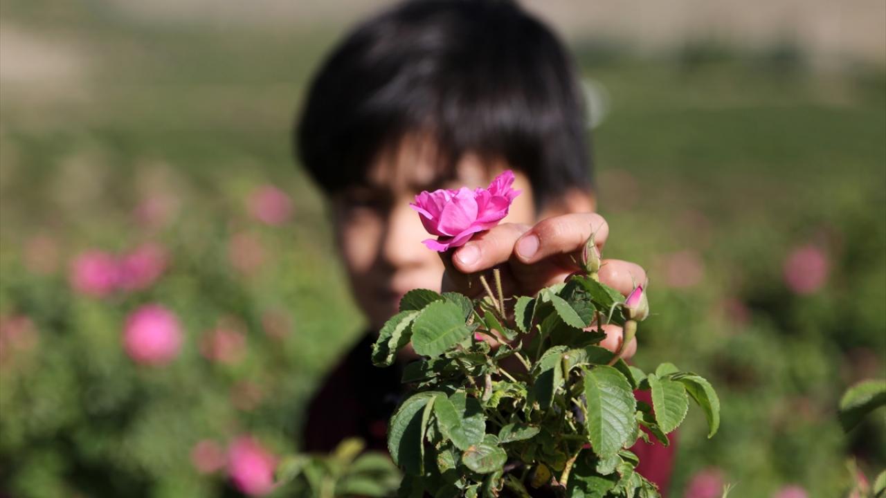 Güller görsel bir şölen oluşturuyor