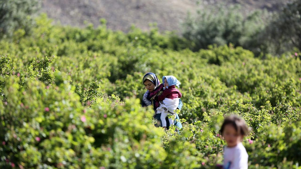 Gül bahçeleri çöldeki vahaları andırıyor