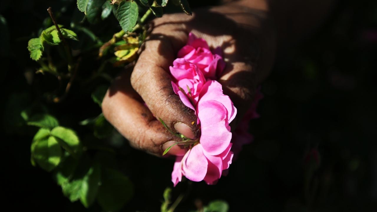 "Kemser İran`ın gül ve gülsuyu başkentidir"