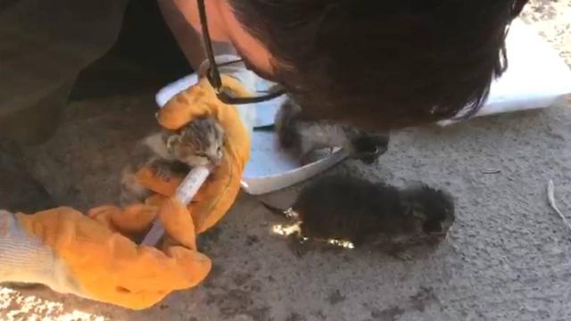 Diyarbakır İtfaiyesi kurtardığı kedileri sahiplendirdi