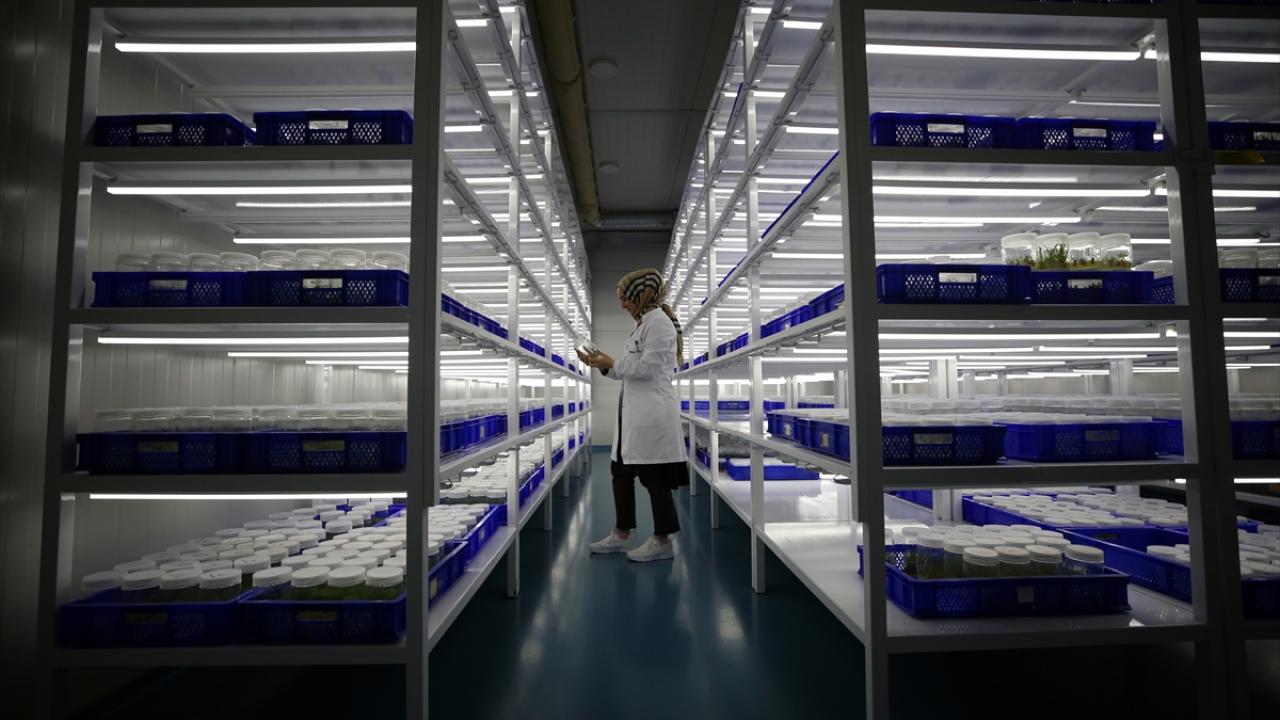 "Sakarya dış mekan süs bitkileri üretimi için önemli bir bölge haline geldi"