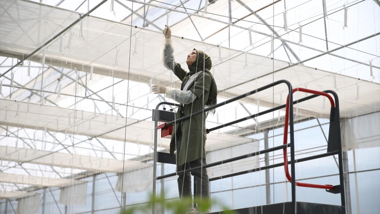 "Yakında hasat edeceğiz"