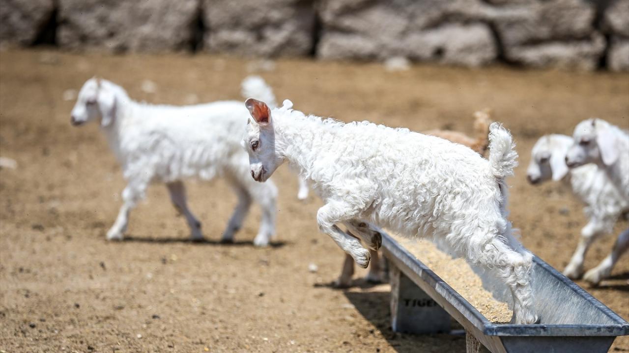 "Görevimiz, Ankara keçisinin gen kaynağının korunması"