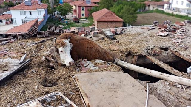 Çorumda ahırın çatısında sıkışan ineği itfaiye kurtardı