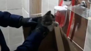 Havalandırma boşluğuna sıkışan kedileri kurtarmak için duvar deldiler