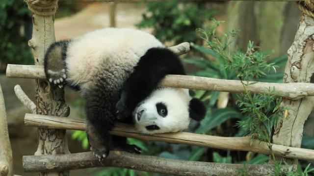 Pandaların 6 milyon yıldır bambu yediği keşfedildi