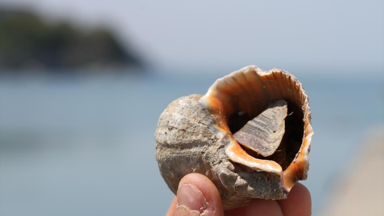 Batı Karadenizli balıkçıların gelir kaynağı