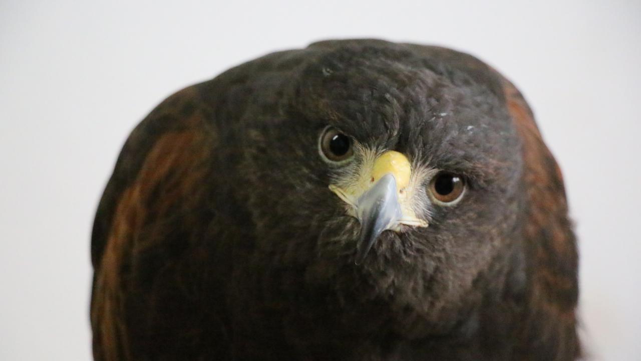 Hari`nin ilk bakışta evcilleşmemiş bir kuş olarak göründüğünü ancak bu kuşun artık kendisinin en iyi dostu olduğunu belirten Kitanovski, şöyle devam etti: