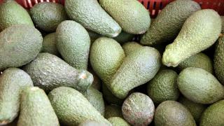 Avokadoya talep arttı, üretim alanı genişledi