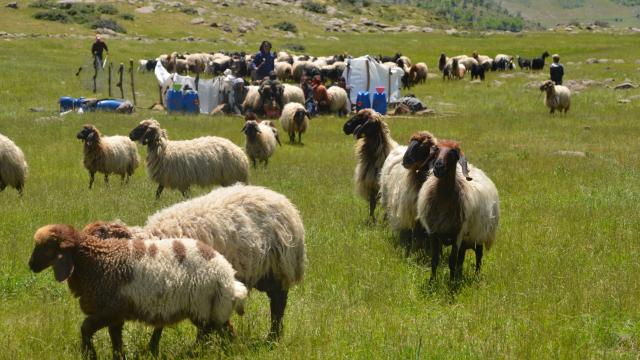 Muştaki yaylalarda konaklayan göçerlerin süt sağım mesaisi başladı