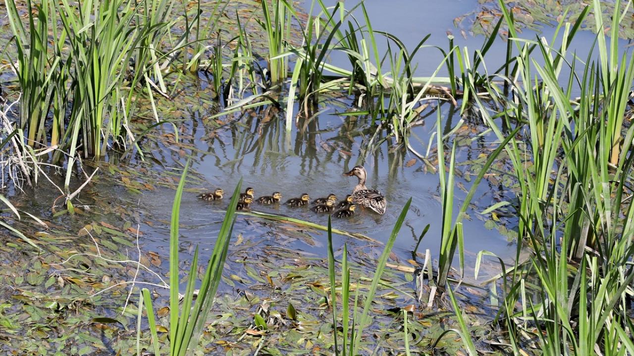 "Su kuşları üzerinde olumsuz etkileri olmaktadır"